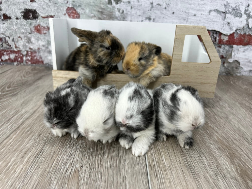 Sweet's Litter...Just over 2 weeks