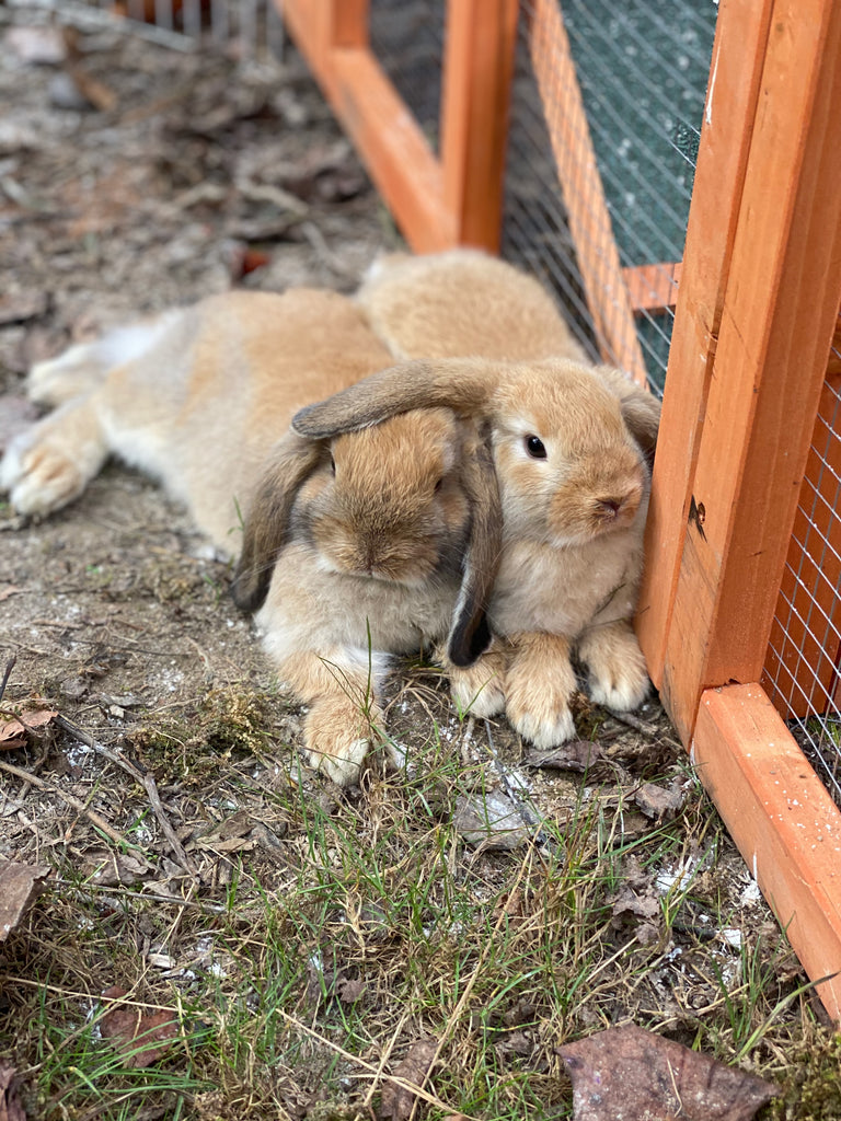 Rabbit Care: Environment