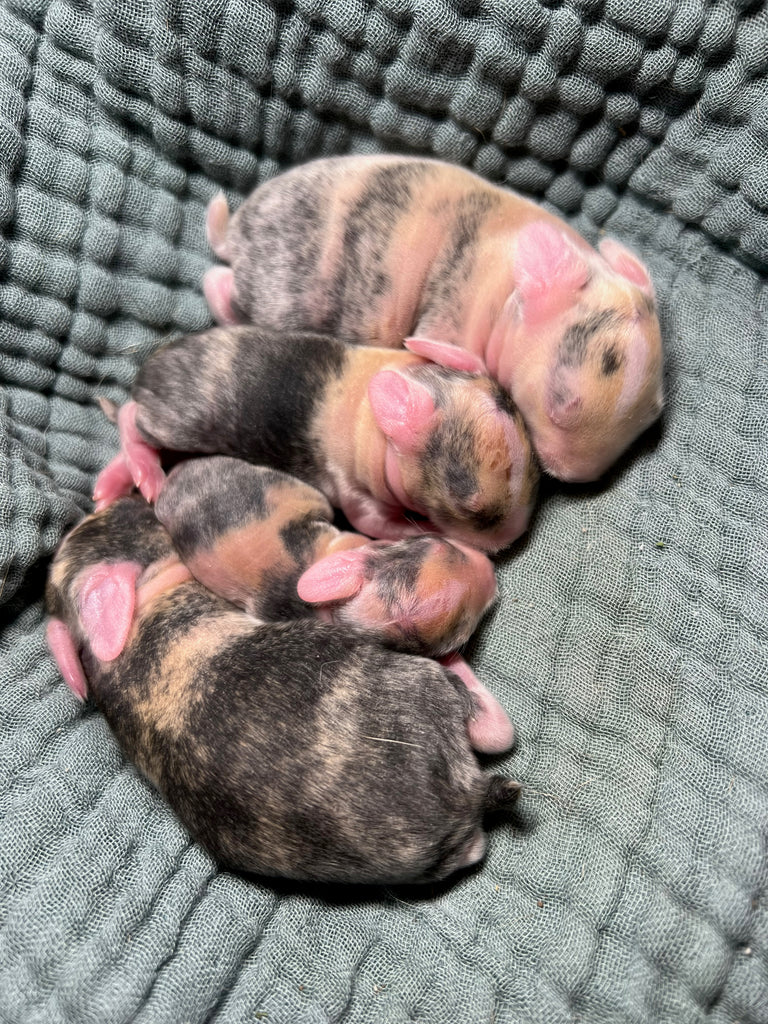 Bella and Benji's Litter