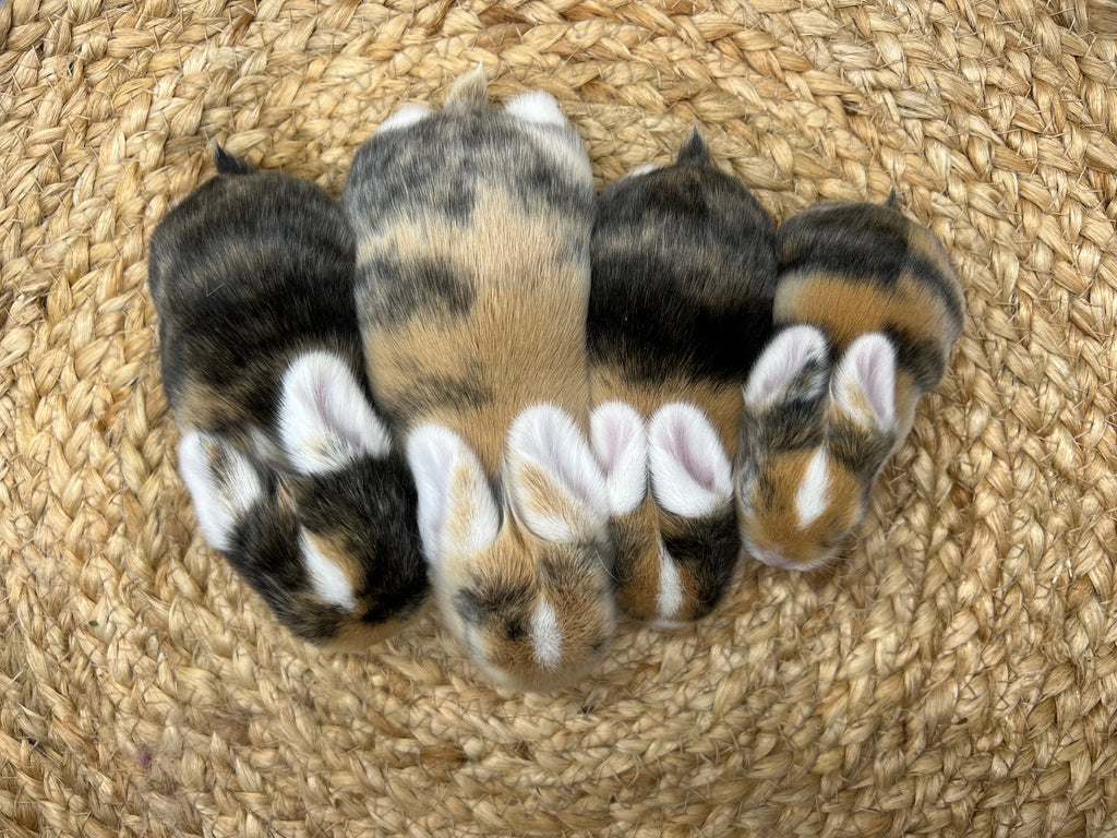 Update on Bella's litter and the unique reproduction process of a rabbit!