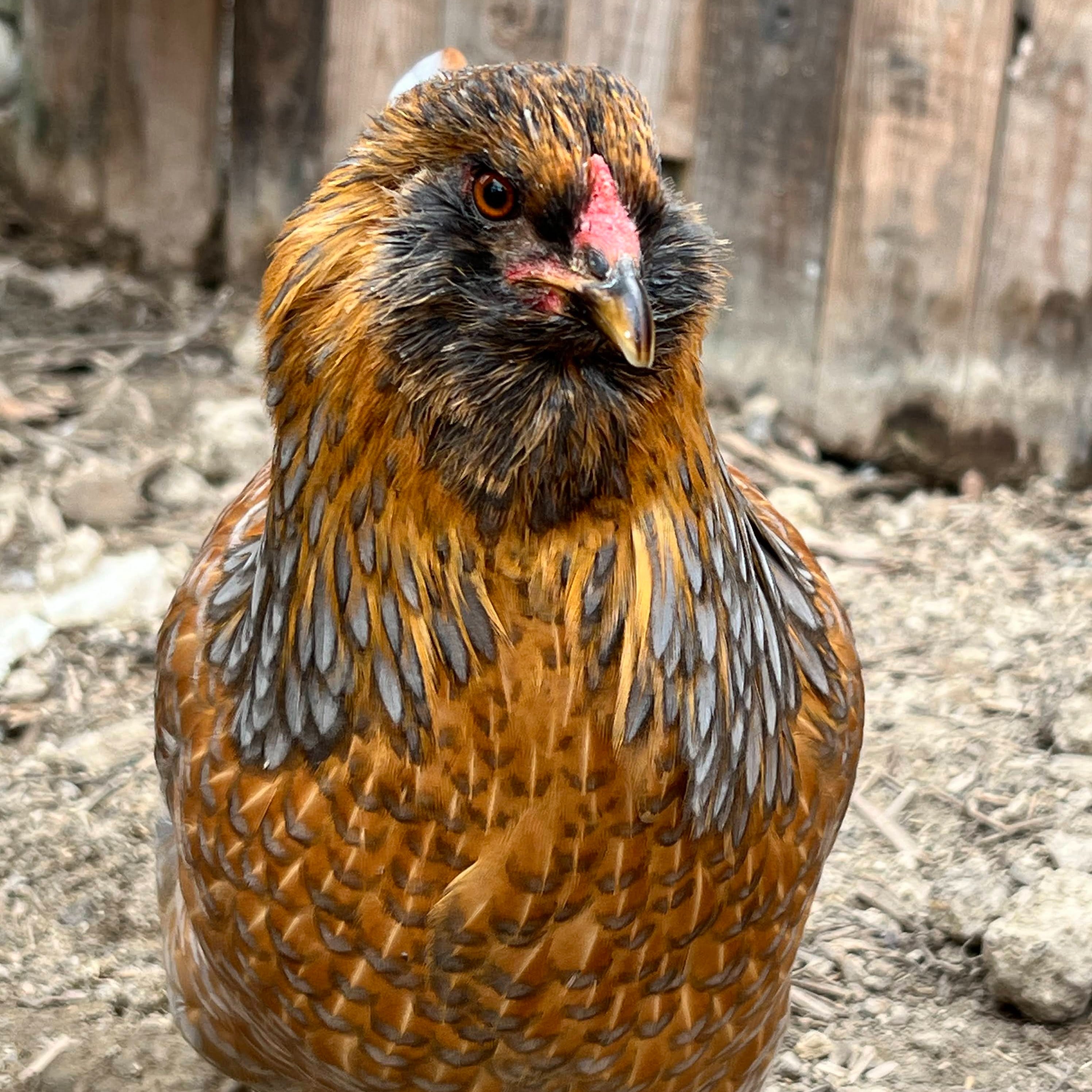 Baby Chicks: Gold Kissed Granite Olive Egger - My Pet Chicken